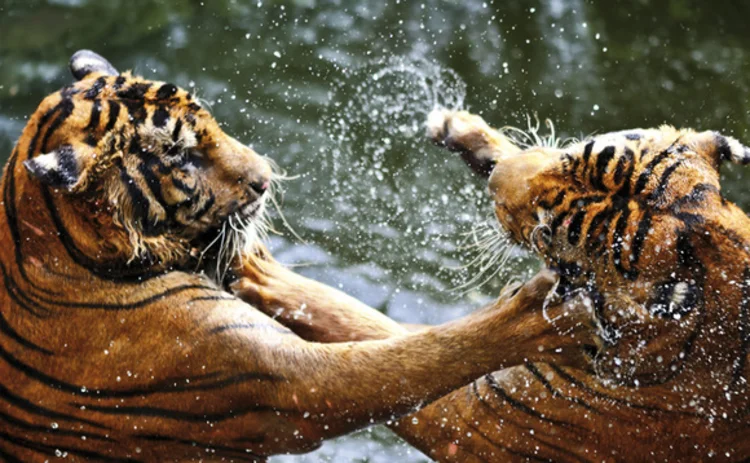 tigers-fighting